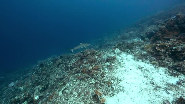 Blacktip reef shark hunting over coral reef in Raja Ampat