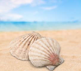 Seashell.