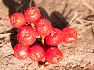 dying red dried over ripe fallen rowan berries on floor food