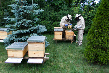 Beekeeper at work on his apiary with smoker next to the beehive