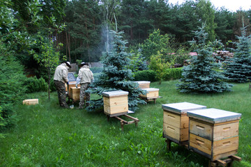 Beekeeper at work on his apiary with smoker next to the beehive