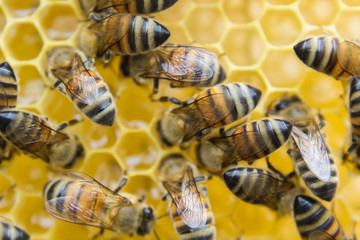 Bees on a honeycomb, inside the beehive