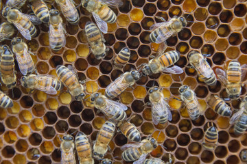 Bees on a honeycomb, inside the beehive