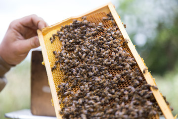Bees on a honeycomb, inside the beehive