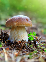 Porcini mushroom in the autumn forest.