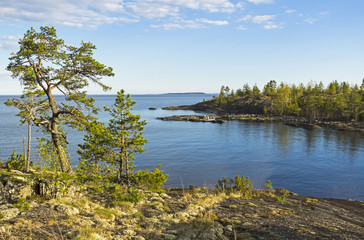 Pines on the granite slope on the shore of Ladoga Lake, Karelia, Russia.