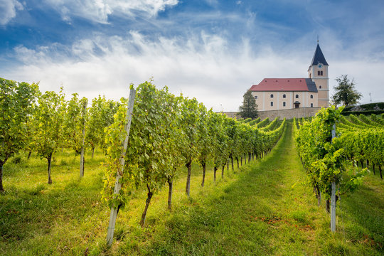 Vineyard in Austria