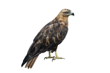 buteo