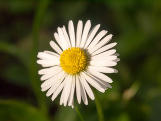 beautiful perfect white petal yellow centre daisy up close