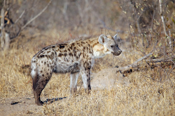 Hyena