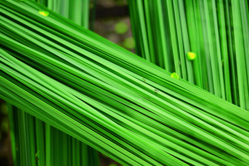 the green lush background from nature reed