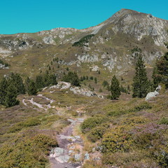 Fototapeta na wymiar Mountain pine in Pyrenees, Pinus uncinata