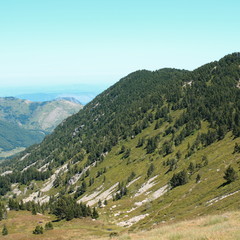 Mountain pine in Pyrenees, Pinus uncinata