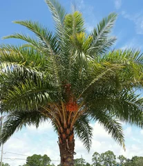 Printed kitchen splashbacks Palm tree on blue sky background in Florida nature
