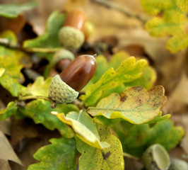 close on acorn in leaf of a oak