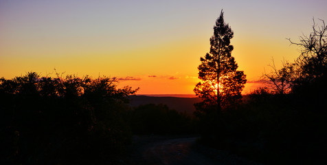 EL ARBOL AL ATARDECER