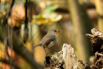 Robin in the wood