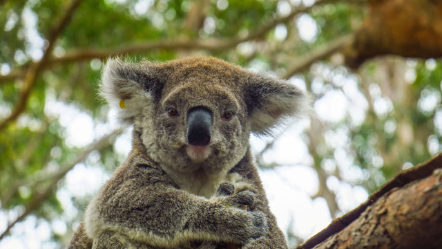 Koala Hospital In Port Macquarie