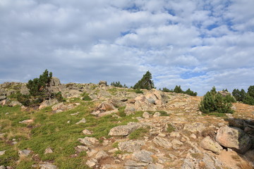 Fototapeta na wymiar Dwarf pine in Pyrenees, Pinus uncinata