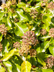 interesting circle outwards flower buds growing on tree background