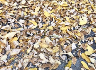 Herbst Hintergrund mit fallenden Blätter 