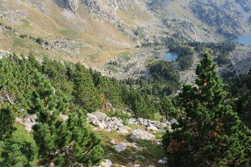 Fototapeta na wymiar Forest of Mountain pine in Pyrenees orientales, Pinus uncinata