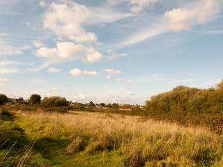 summer lush meadow grassland scene outside with houses in far distance