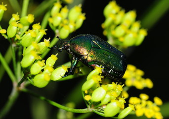 Bronze beetle
