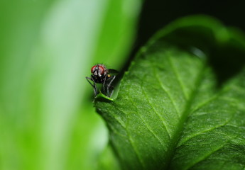 small fly
