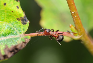 Ant at work
