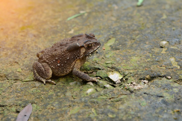 a brown toad on rough and dirty cement ground