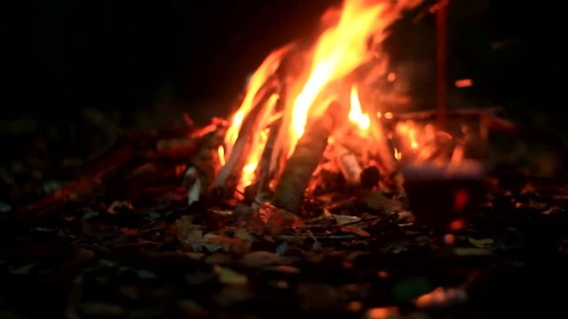 Bonfire, forest