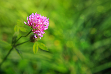 Clover flowers in grass isolated.