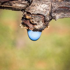 montée de sève dans la vigne