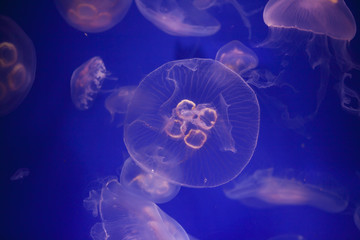 transparent jellyfish with long stinging tentacles background