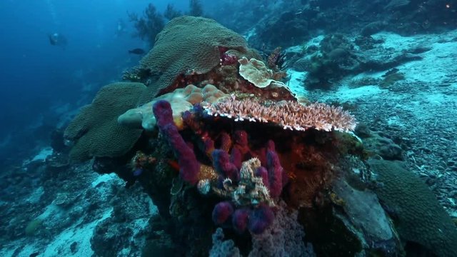 Coral reef displaying plenty of biodiversity in Raja Ampat, Indonesia 