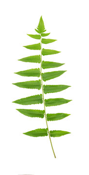 green fern leaf isolated.