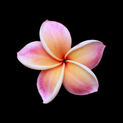 isolated pink plumeria.
