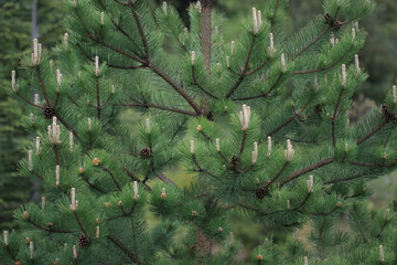 Cone of Mountain pine in Pyrenees, Pinus uncinata