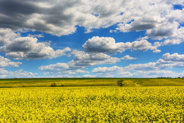 Obraz premium Sunflower field at sunset