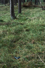 Pistol in grass in pine forest.