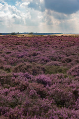 Blooming moorland under cloudy sky. Veluwe. The Netherlands.