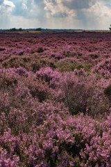 Naklejka premium Blooming moorland under cloudy sky. Veluwe. The Netherlands.