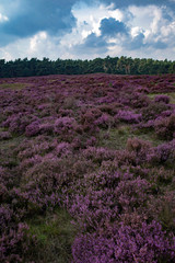 Blooming moorland under cloudy sky. Veluwe. The Netherlands.
