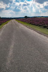 Single lane road in blooming moorland under cloudy sky.
