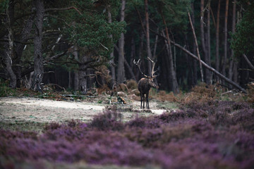 Red deer stag (cervus elaphus) with antlers in mud walking out forest.