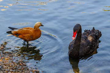 Black swan on the lake at zoo. Cygnus atratus