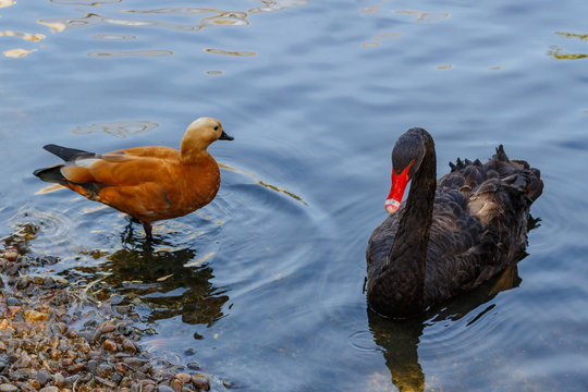 Black swan on the lake at zoo. Cygnus atratus