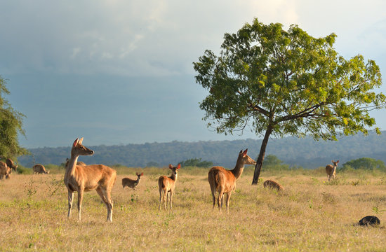 Fototapeta Group of deer on sunset in the Baluran National Park located in East Java, Indonesia