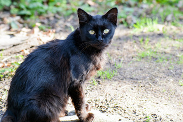 Naklejka na ściany i meble Black cat sitting on the ground in the village